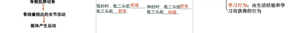 八年级生物上册总复习课件 新人教版-新人教版初中八年级上册生物课件