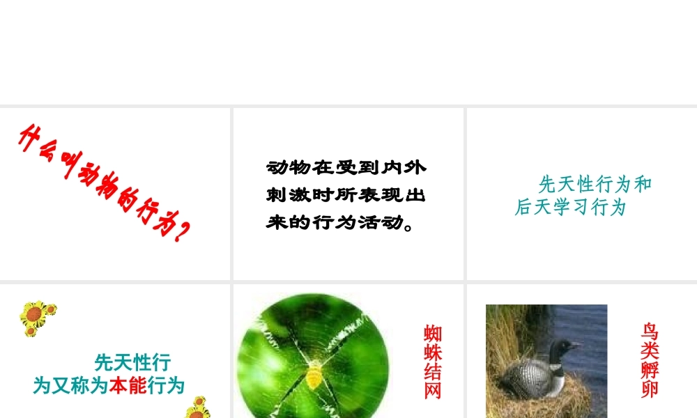 八年级生物上册《先天性行为和后天学习行为》课件2 北师大版