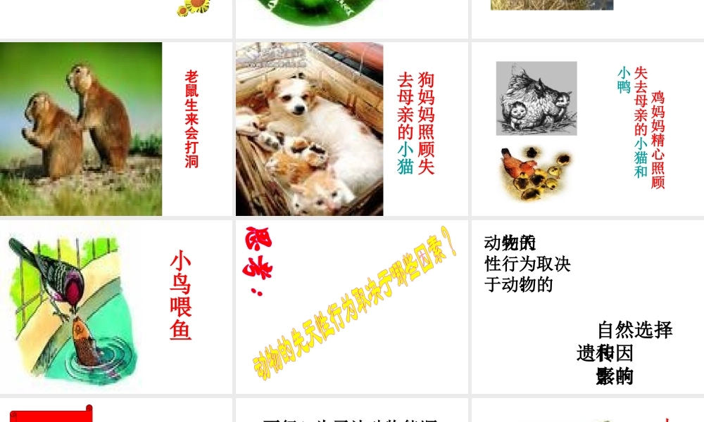 八年级生物上册《先天性行为和后天学习行为》课件2 北师大版