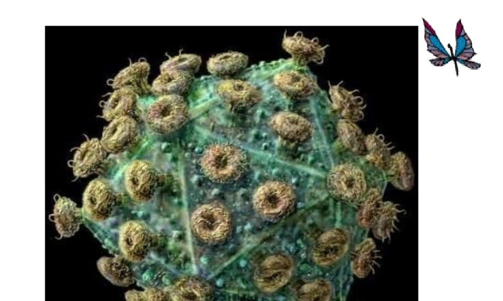 八年级生物上册 第五章 病毒课件 新人教版-新人教级上册生物课件