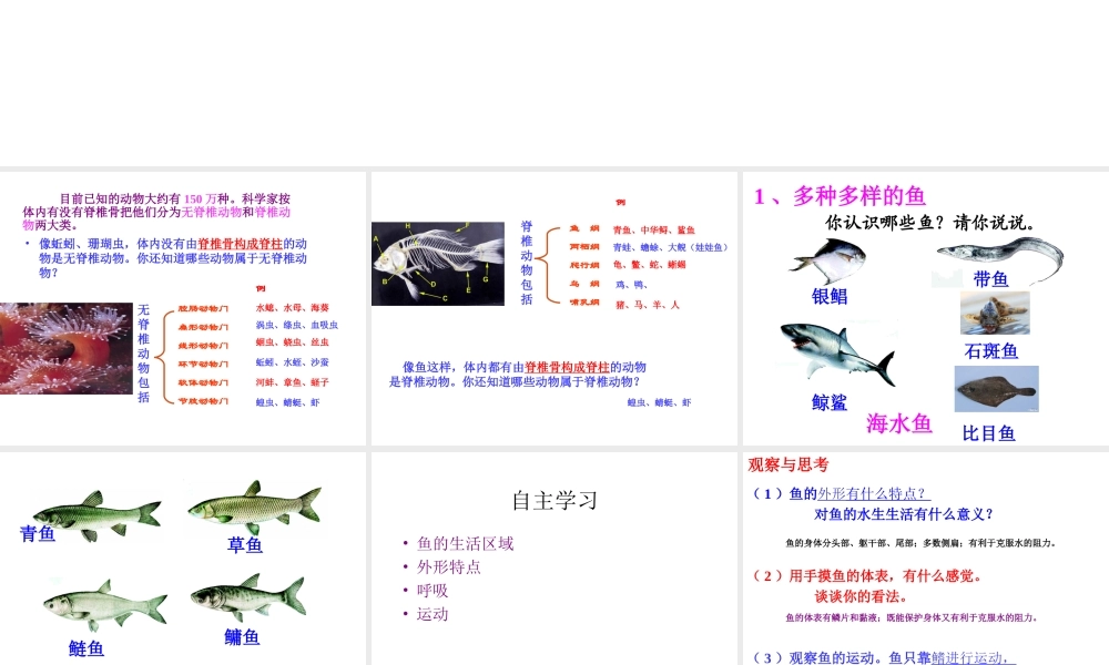 八年级生物上册 第五章 第四节 鱼课件 新人教版