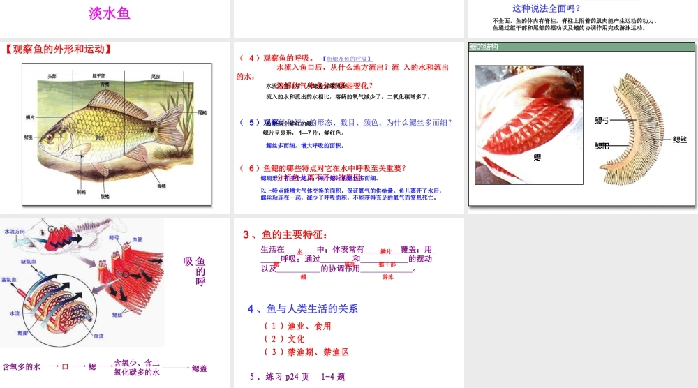 八年级生物上册 第五章 第四节 鱼课件 新人教版
