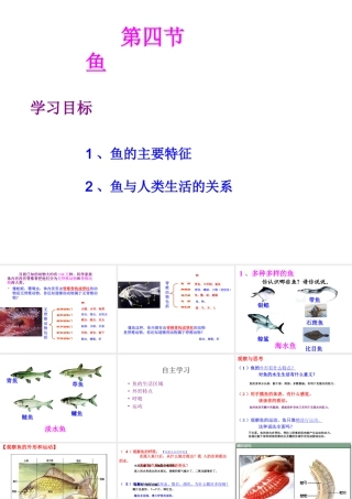 八年级生物上册 第五章 第四节 鱼课件 新人教版