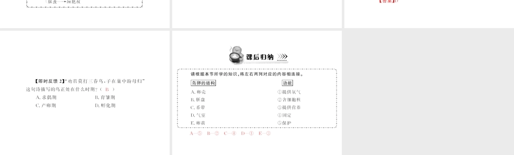 八年级生物下册 7.1.4 《鸟的生殖和发育》配套课件 人教新课标版