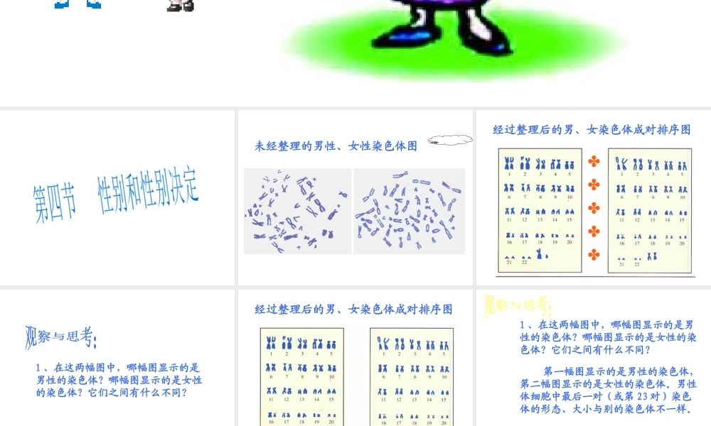 八年级生物上册《性别和性别决定》课件1 北师大版