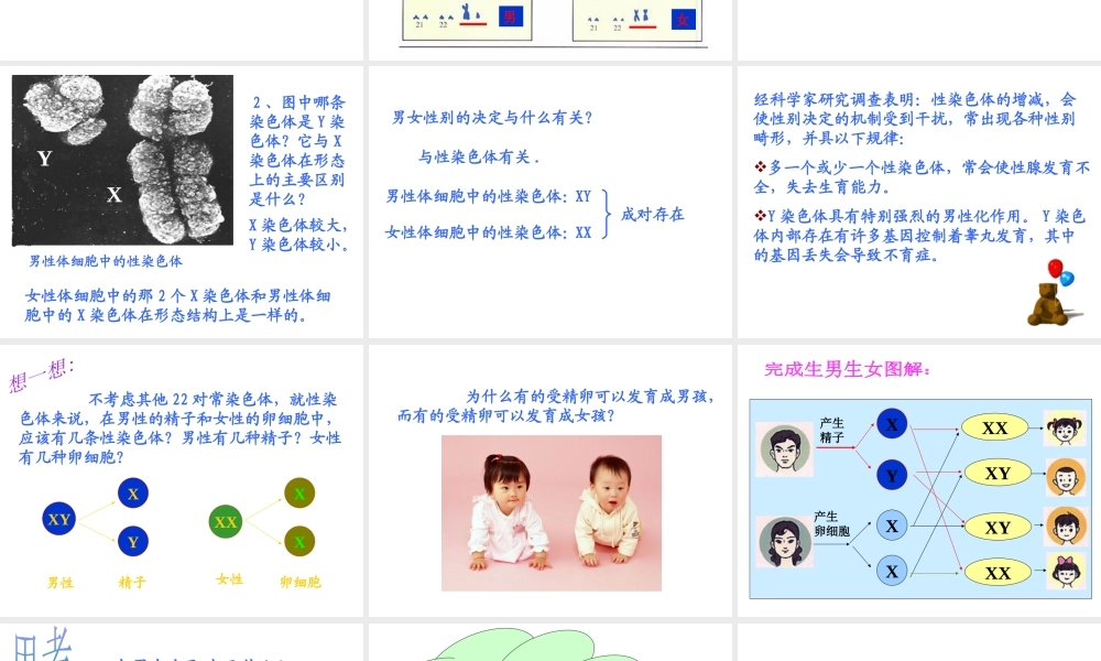 八年级生物上册《性别和性别决定》课件1 北师大版