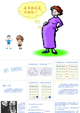 八年级生物上册《性别和性别决定》课件1 北师大版
