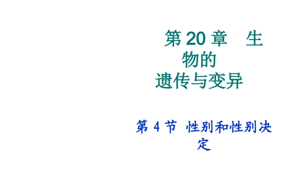 八年级生物上册《性别和性别决定》课件2 北师大版