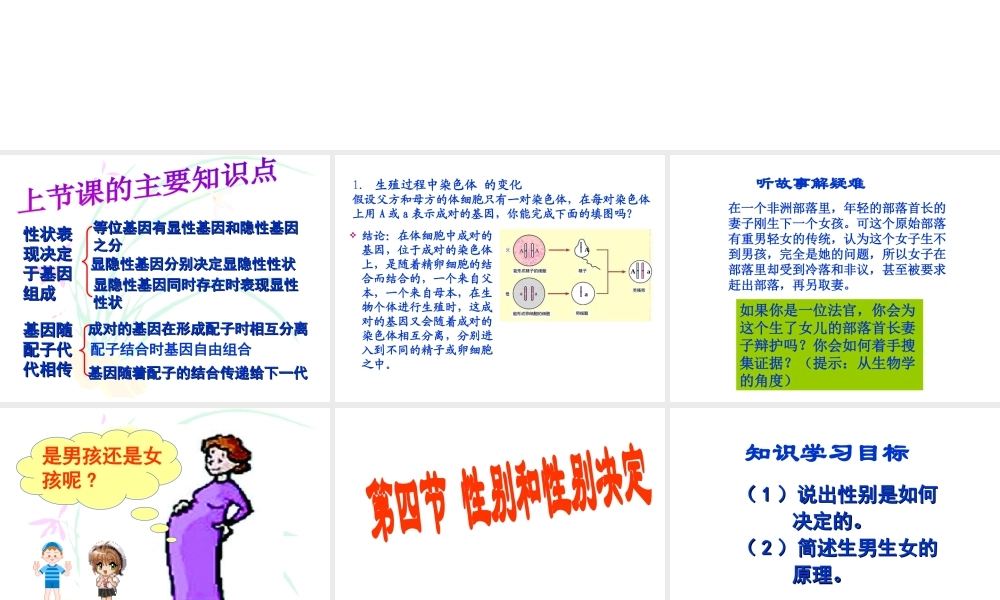八年级生物上册《性别和性别决定》课件2 北师大版