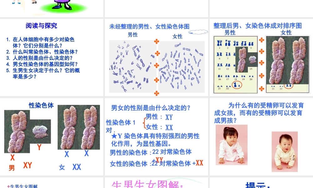 八年级生物上册《性别和性别决定》课件2 北师大版