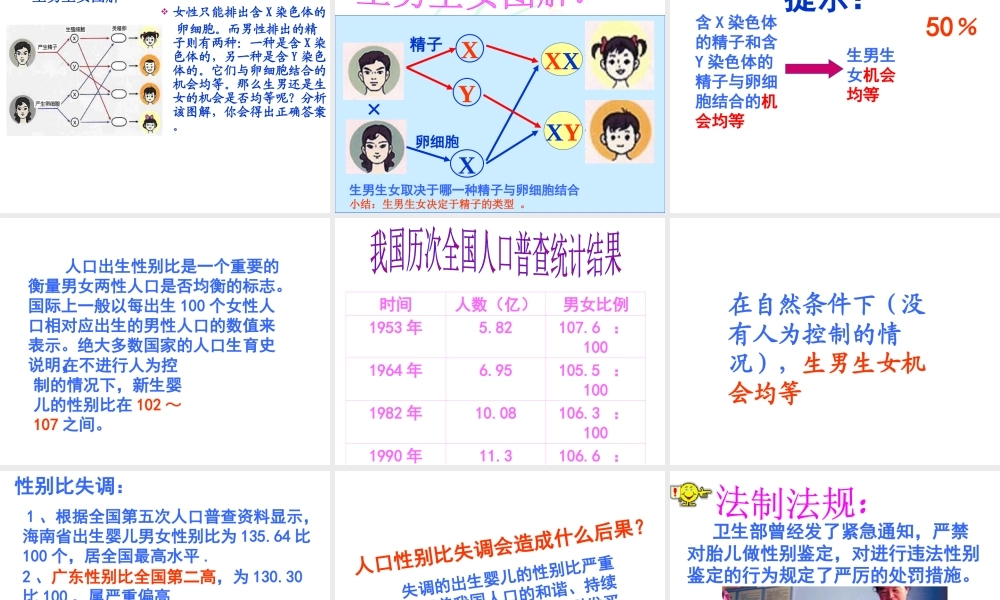 八年级生物上册《性别和性别决定》课件2 北师大版
