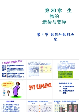 八年级生物上册《性别和性别决定》课件2 北师大版