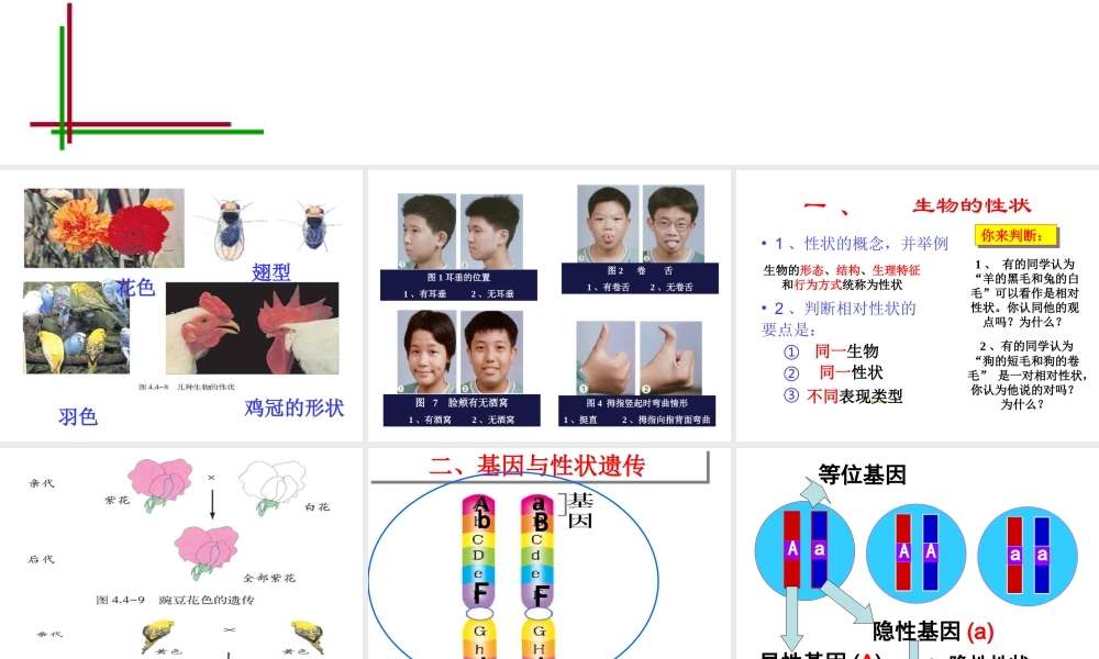 八年级生物上册《性状的遗传》课件 济南版