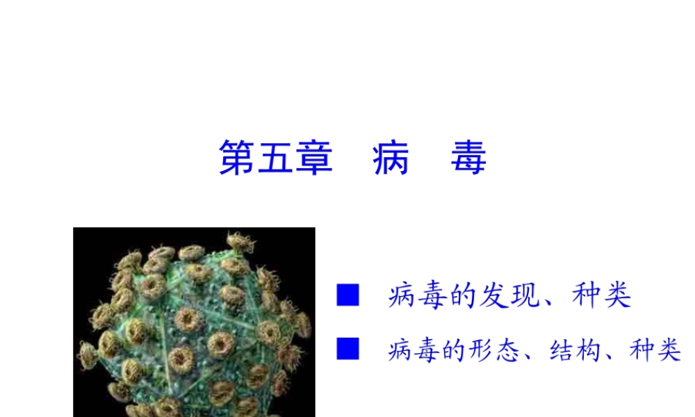 八年级生物上册 第五章《病毒》课件 新人教版