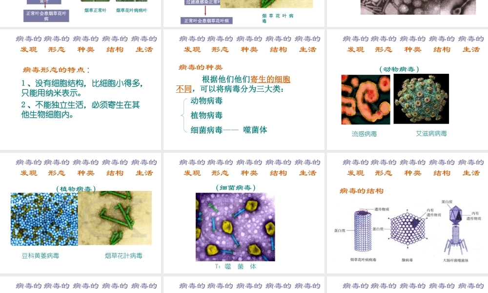 八年级生物上册 第五章《病毒》课件 新人教版