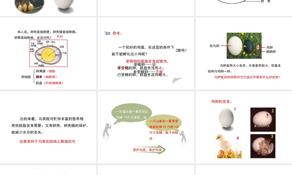 八年级生物下册 7.1.4 鸟的生殖和发育教学课件 （新版）新人教版-（新版）新人教级下册生物课件
