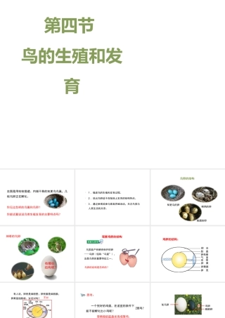 八年级生物下册 7.1.4 鸟的生殖和发育教学课件 （新版）新人教版-（新版）新人教级下册生物课件