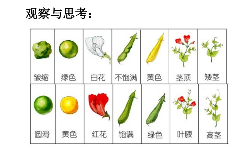 八年级生物上册《性状遗传的物质基础》课件1 北师大版
