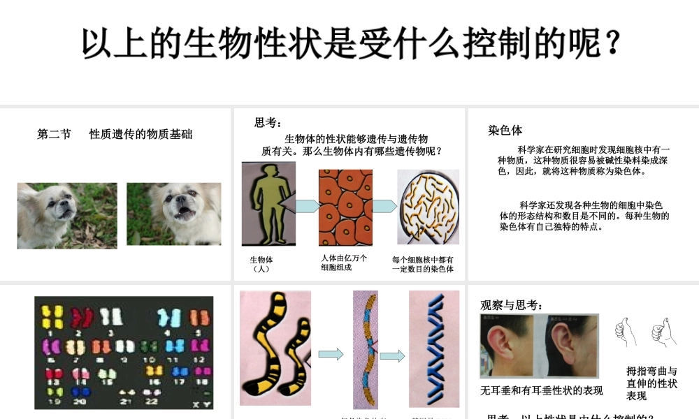 八年级生物上册《性状遗传的物质基础》课件1 北师大版