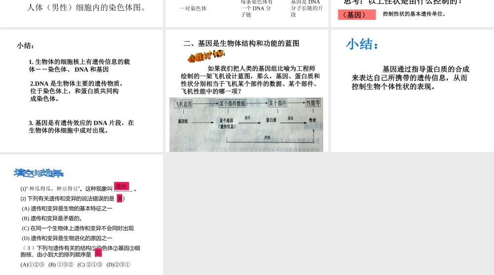 八年级生物上册《性状遗传的物质基础》课件1 北师大版