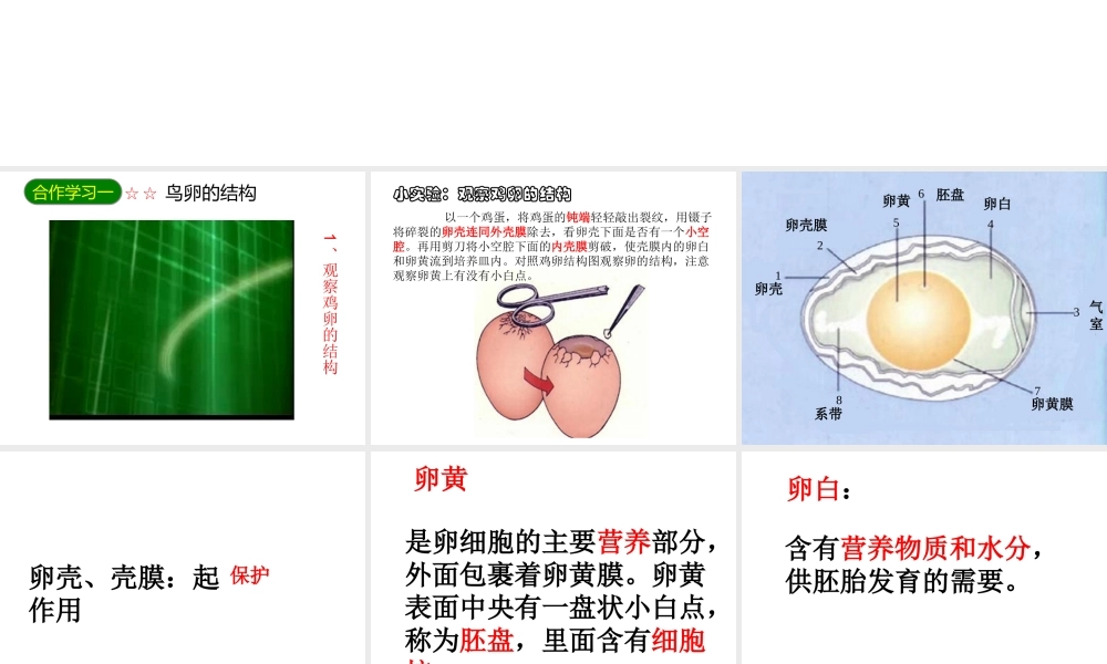 八年级生物下册 7.1.4 鸟的生殖和发育课件 （新版）新人教版-（新版）新人教版初中八年级下册生物课件