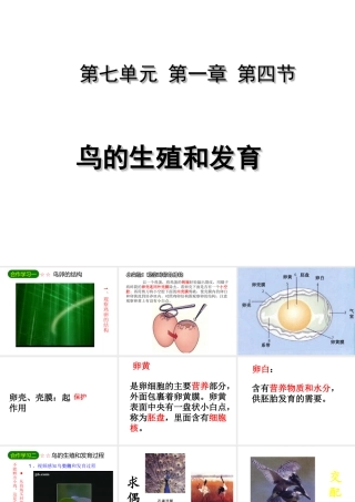 八年级生物下册 7.1.4 鸟的生殖和发育课件 （新版）新人教版-（新版）新人教版初中八年级下册生物课件