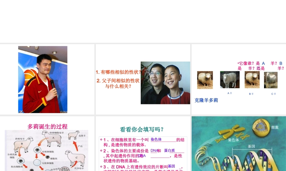 八年级生物上册《性状遗传的物质基础》课件2 北师大版