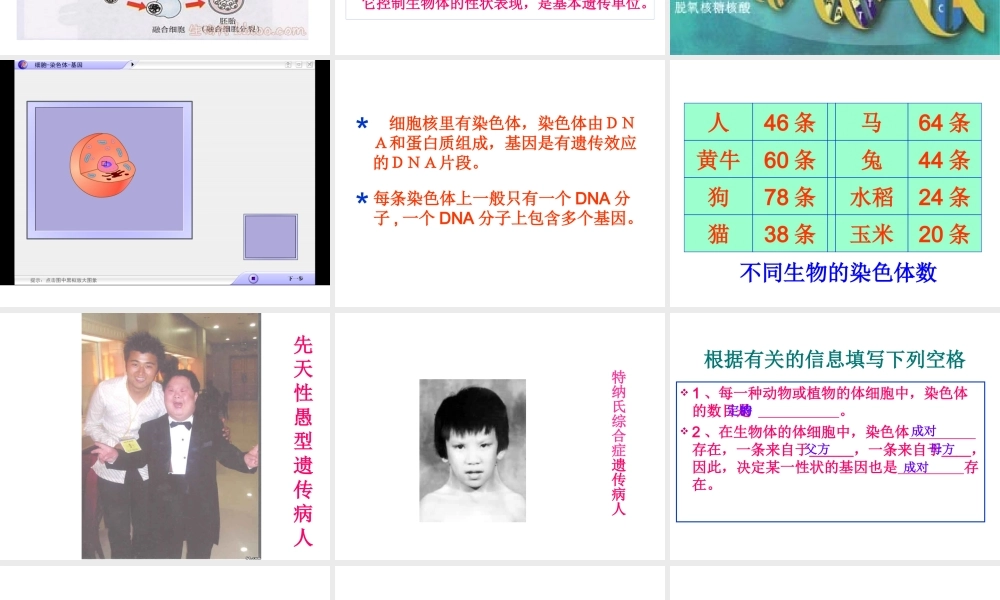 八年级生物上册《性状遗传的物质基础》课件2 北师大版
