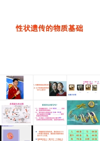 八年级生物上册《性状遗传的物质基础》课件2 北师大版