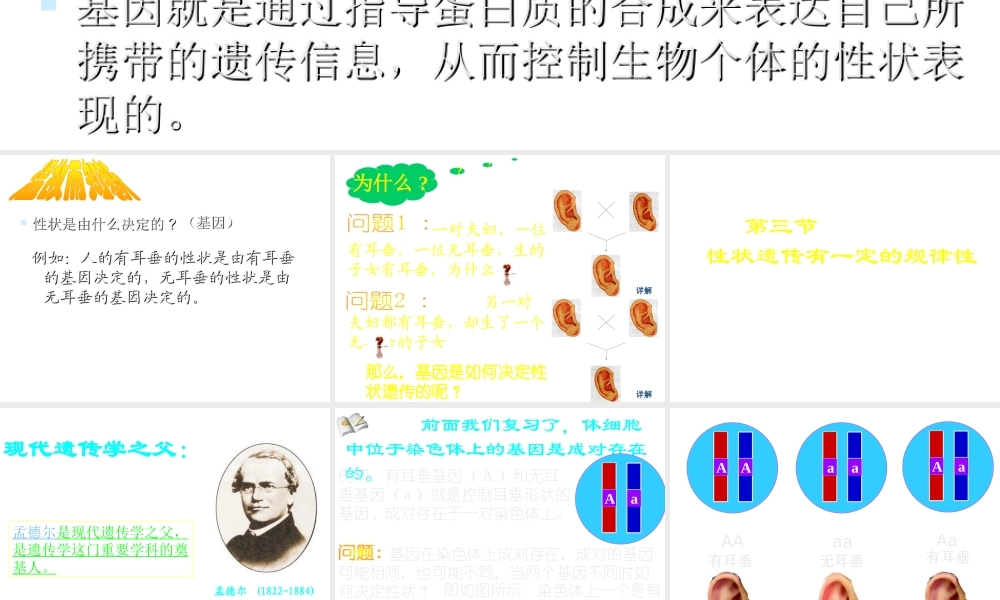 八年级生物上册《性状遗传有一定的规律性》课件1 北师大版