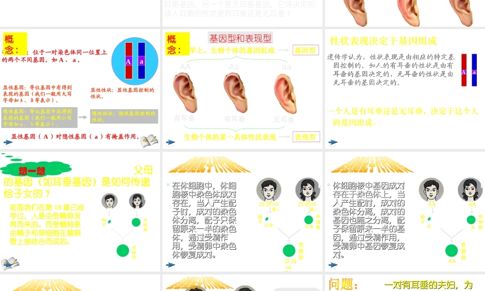 八年级生物上册《性状遗传有一定的规律性》课件1 北师大版