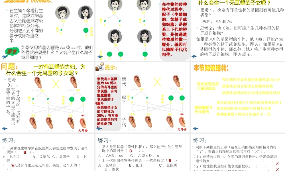 八年级生物上册《性状遗传有一定的规律性》课件1 北师大版