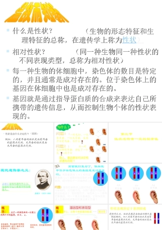 八年级生物上册《性状遗传有一定的规律性》课件1 北师大版