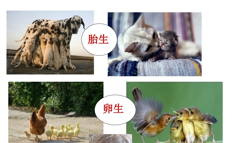 八年级生物下册 7.1.4 鸟的生殖和发育课件 （新版）新人教版