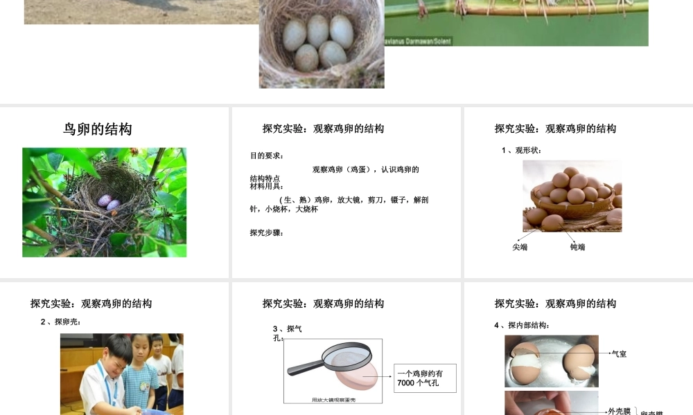 八年级生物下册 7.1.4 鸟的生殖和发育课件 （新版）新人教版