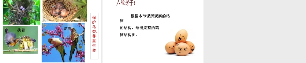 八年级生物下册 7.1.4 鸟的生殖和发育课件 （新版）新人教版