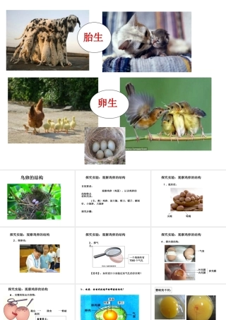 八年级生物下册 7.1.4 鸟的生殖和发育课件 （新版）新人教版