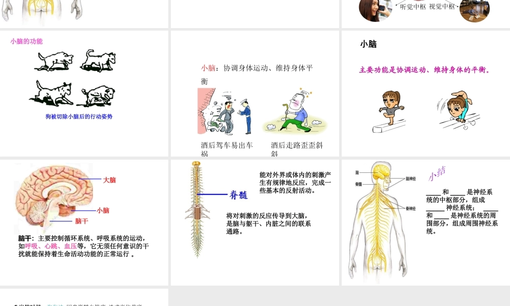 八年级生物下册 4.6.2 神经系统的组成课件 鲁科版-鲁科级下册生物课件