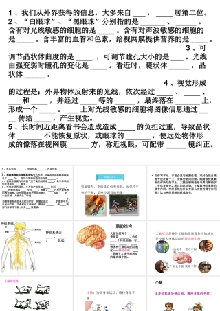八年级生物下册 4.6.2 神经系统的组成课件 鲁科版-鲁科级下册生物课件