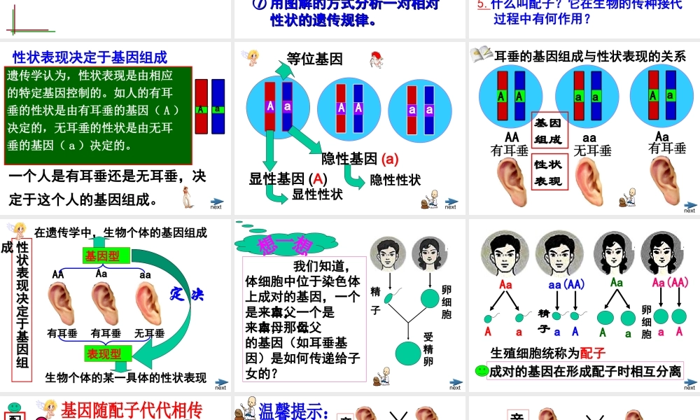 八年级生物上册《性状遗传有一定的规律性》课件2 北师大版