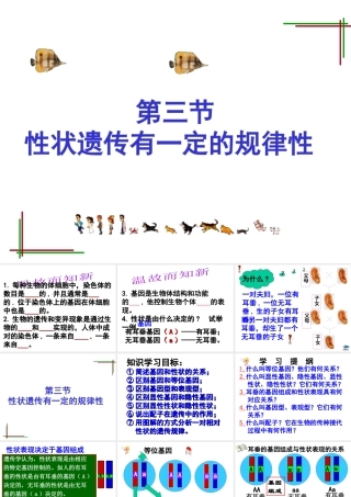 八年级生物上册《性状遗传有一定的规律性》课件2 北师大版