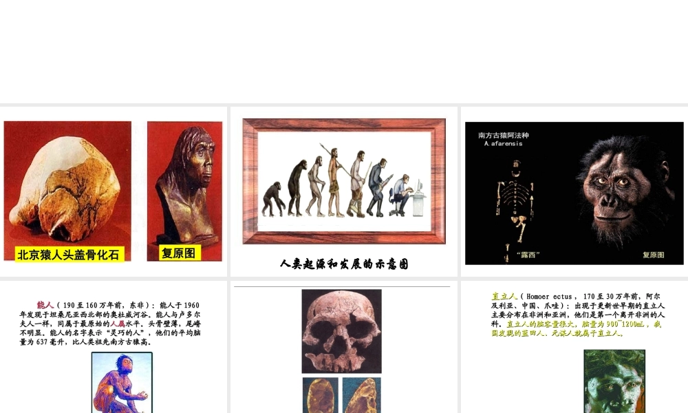 八年级生物下册 5.2.2《人类的进化》课件 济南版