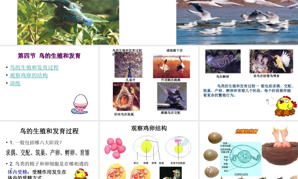 八年级生物下册 7.1.4 鸟的生殖和发育课件 新人教版-新人教版初中八年级下册生物课件
