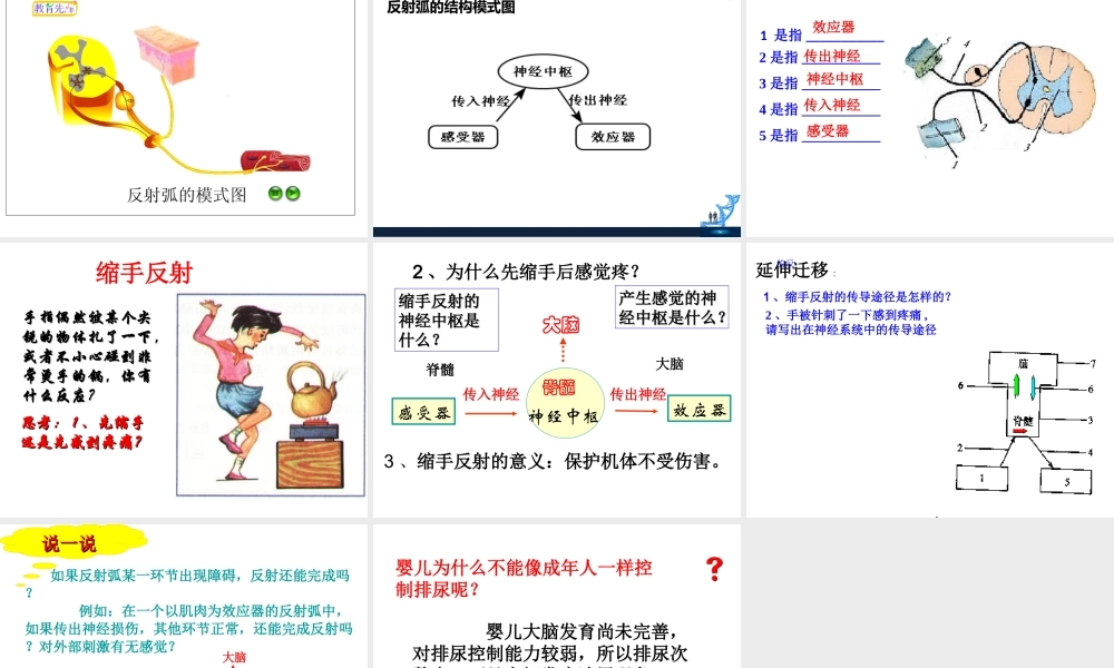 八年级生物下册 4.6.3 神经调节的基本方式课件 鲁科版-鲁科版初中八年级下册生物课件