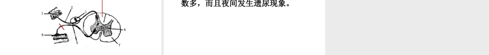 八年级生物下册 4.6.3 神经调节的基本方式课件 鲁科版-鲁科版初中八年级下册生物课件