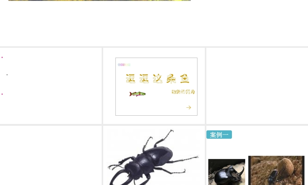 八年级生物上册《研究动物行为的方法》课件1 北师大版