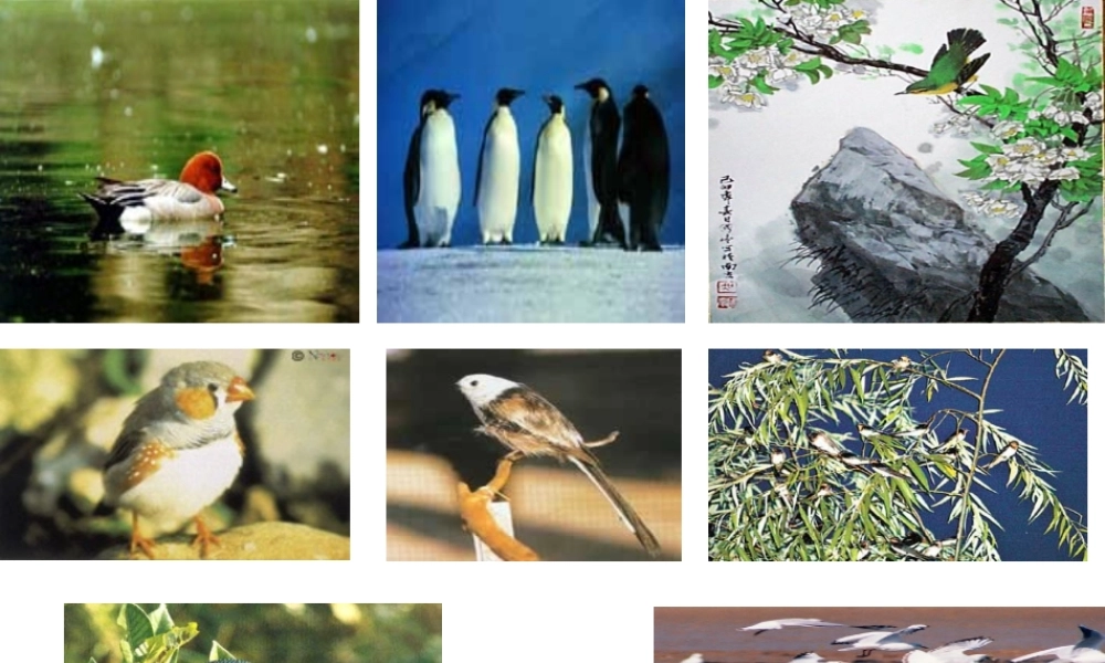 八年级生物下册 7.1.4 鸟的生殖和发育课件 新人教版-新人教级下册生物课件