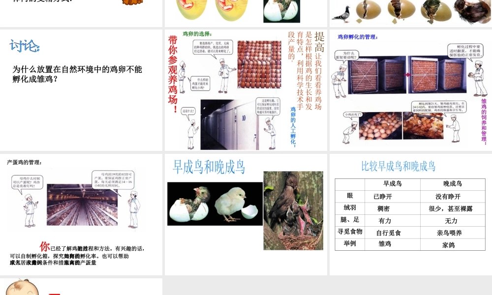 八年级生物下册 7.1.4 鸟的生殖和发育课件 新人教版-新人教级下册生物课件