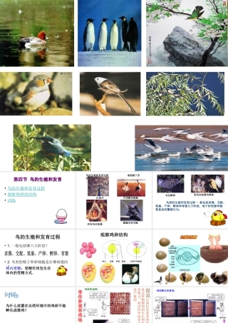 八年级生物下册 7.1.4 鸟的生殖和发育课件 新人教版-新人教级下册生物课件