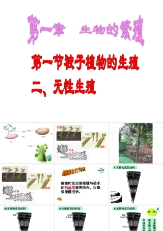 八年级生物下册 6.1.1 被子植物的生殖 无性生殖课件 冀教版-冀教版初中八年级下册生物课件